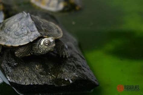 烏龜養幾隻比較好|新手養什麼龜比較好？十大最值得養的烏龜